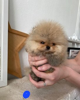 Pomeranian orange - 5