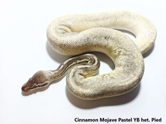 Python regius odchov 2024 - 5