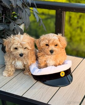 Šteniatka maltipoo k dispozícii - 5
