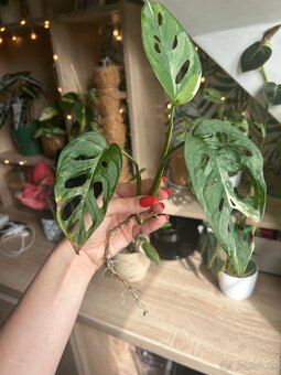 Izbové rastliny monstera - 5