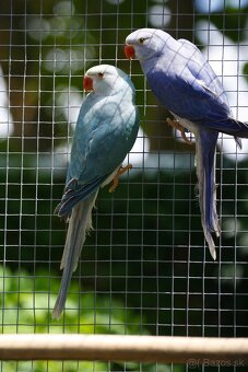 Alexander malý Hch - 5