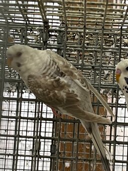 Blackwing andulky - 5