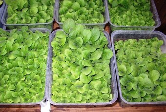 Tabakové semená - Kolekcia 8 druhov semien - 5