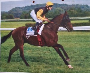 Perspektívna kobyla ST do chovu/športu - 5