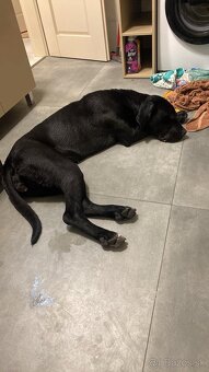 Darujem do dobrých rúk fenku cane corso - 5