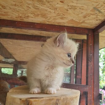 Ponukam maciatka ragdoll - 5