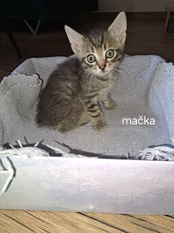 Darujem mačiatka - 5
