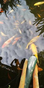 Koi kapor - ✅Koi kapre✅ - 5