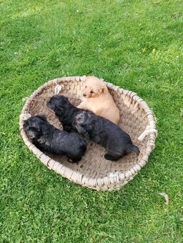 🎁 DARUJEME 4 MALÉ ŠTENIATKA – VŠETKO PSÍKOVIA 🐶🐶🐶🐶 - 5