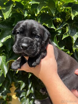 Cane Corso s rodokmeňom FCI - 5