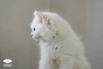 Ragdoll s PP - 5