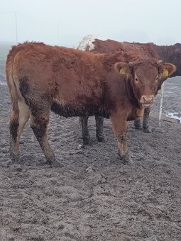 Jalovice Limousine - 5