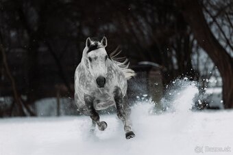 Pripúšťanie  QH žrebcom - 5