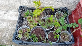 Predám rôzne trvalky - 5