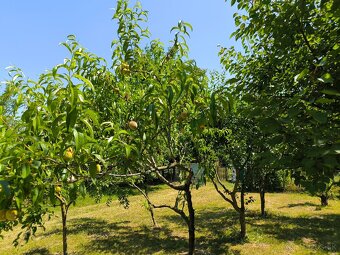 Záhrada 771 m² s chatkou, elektrinou a studňou – Dúbravka - 5