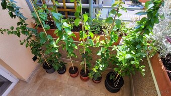 Bugenvilea (červená, fialová, cyklámenová) - 5