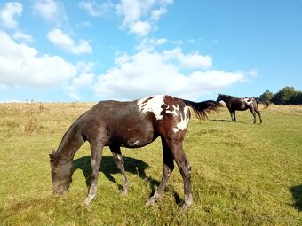 Klisna Appaloosa Horse - 5