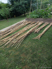 BAMBUS tyče tyče s Arundo DonaxZ trstiny - 5