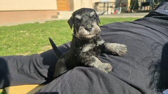 Bradáč malý čiernostrieborný - 5