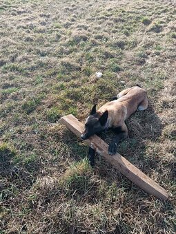 Belgický ovčiak - 5