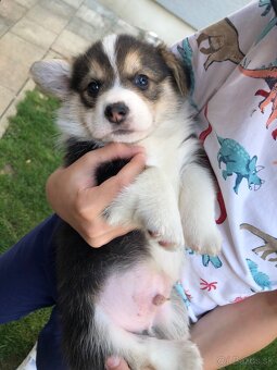 Welsh corgi pembroke s PP - 5