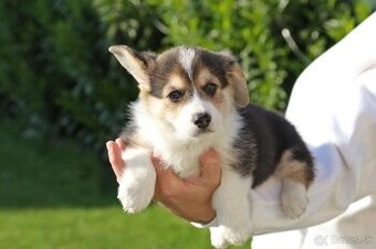 Welsh corgi pembroke s PP - 5