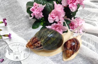 Africké slimáky Archachatina rhodostome / Achatina Snails - 5