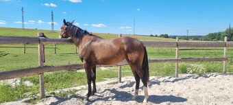 SLEVA, All around klisna APH (VS CodeRed) - 5