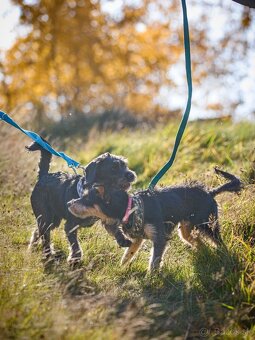 Darujem malú strapatú sučku Ariel - mix jazvečík, bradáč - 5