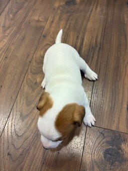Jack Russel Terrier - JRT - 5