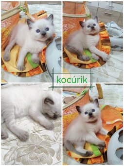 Ragdoll mačiatká - 5