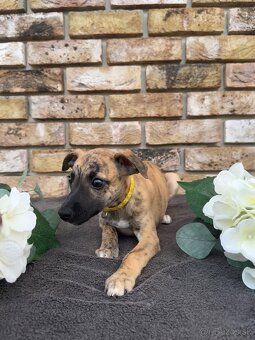 Whippet, Vipet s PP - 5