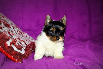 Biewer-yorkshirsky teriér s pp - 5