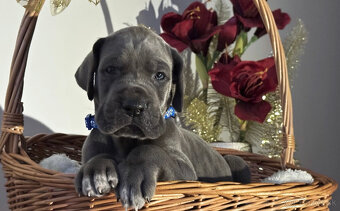 Německá doga modrá s PP - 1 měsíc - 5