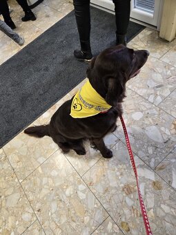 Flat coated retriever Vrh "A" - 5