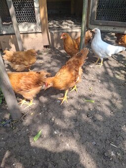 Kohút leghorn hempsir - 5