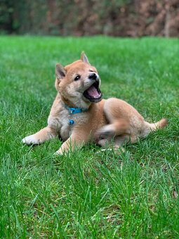 Shiba inu - 5