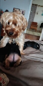 Predám krásnu sučku Yorkshire teriér - 5