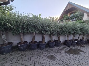 Predám olivovníky - 5