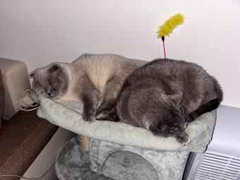 Colorpoint skotska klapoucha - 5