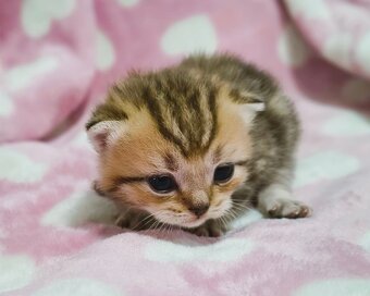 Scottish Fold / Straight mačiatká - 5