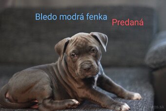 Predám šteniatka americkeho stafforda - 5