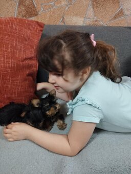 Yorkshire terrier, yorkshirsky terier, york - 5