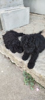 Puli na predaj/ Eladó puli kölykök - 5