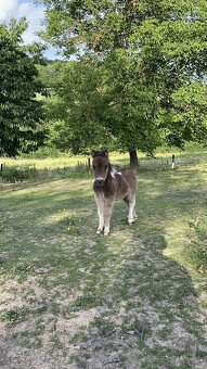 Shetland mini, minihorse a mini pony - 5