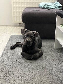 Predam cane corso - 5