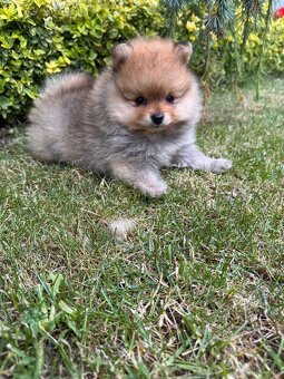 Špic Pomeranian psík - 5