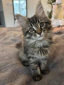 Maine Coon mačiatko - 5