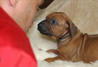 Rodézsky ridgeback - 5
