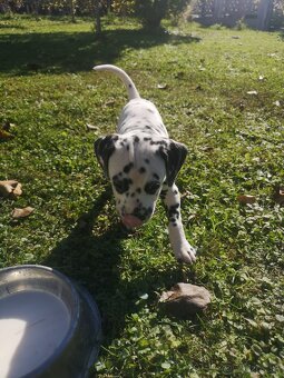 Dalmatinci šteniatka - 5